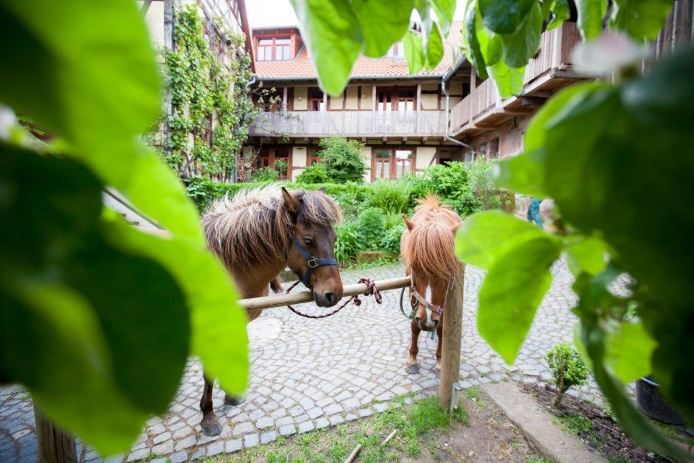 Erleben Sie Naturverbundenheit und Tierliebe auf unserem zauberhaften Hof - ein Paradies für Familien
